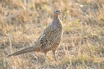 Faune des marais<br>NIKON D700, 700 mm, 2500 ISO,  1/640 sec,  f : 6.3 